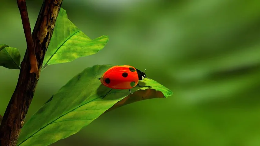 Cosa mangia una coccinella