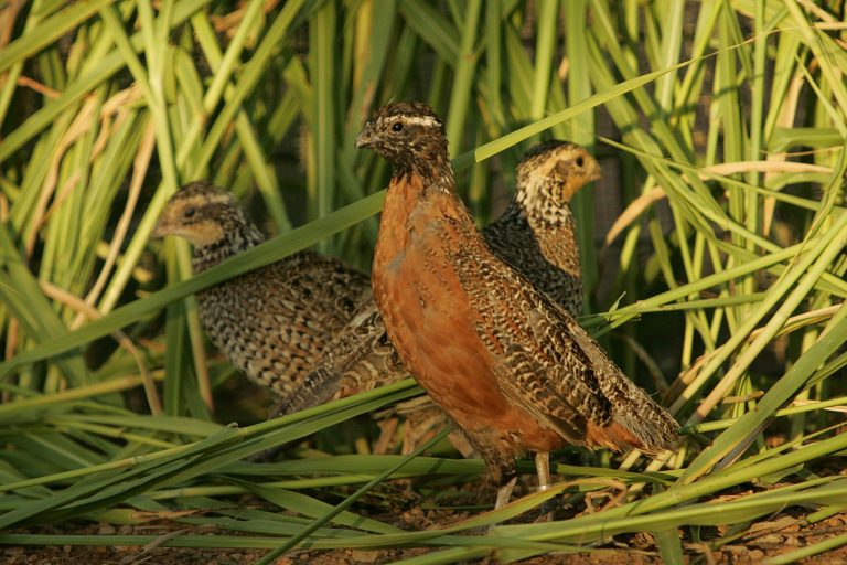 Specie Di Uccelli Che Nidificano A Terra