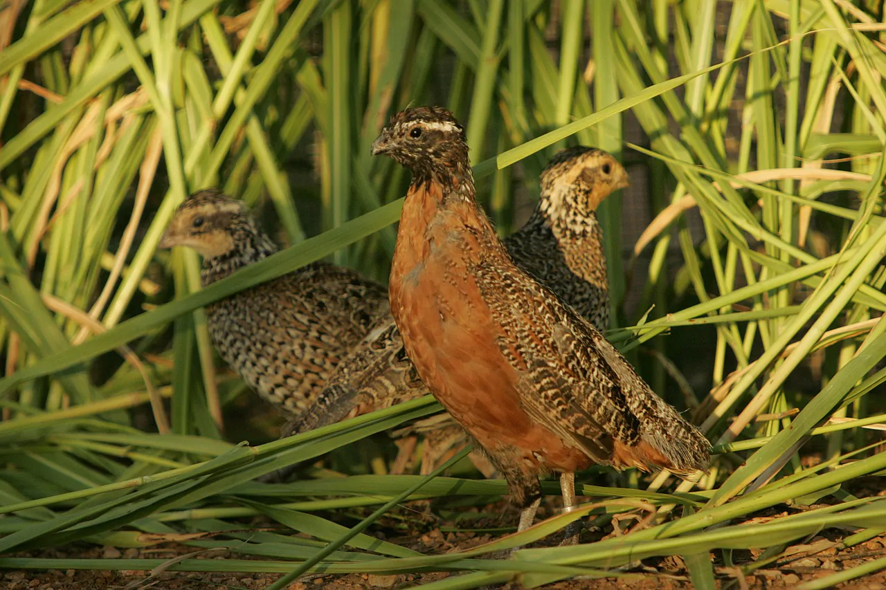 uccelli che nidificano a terra