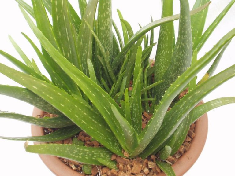 Aloe vera pianta: come riconoscerla e prezzo