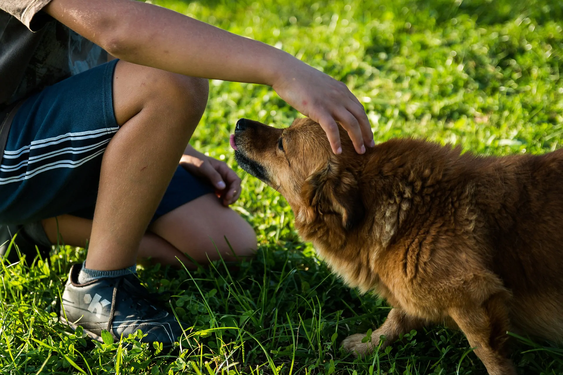 Idee regalo per cane da appartamento