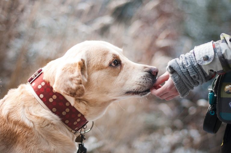 Cani Gli Animali Piu Fedeli 15 Storie Di Cuccioli Come Hachiko Notizie It