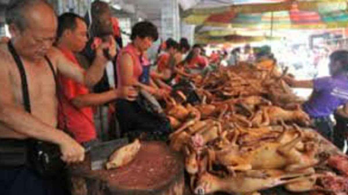 Cina, Festival della carne di cane arriva la petizione