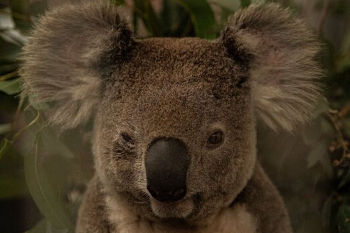 Estinzione dei koala entro il 2025, il rapporto degli scienziati