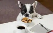 alimenti-cane-non-deve-mangiare
