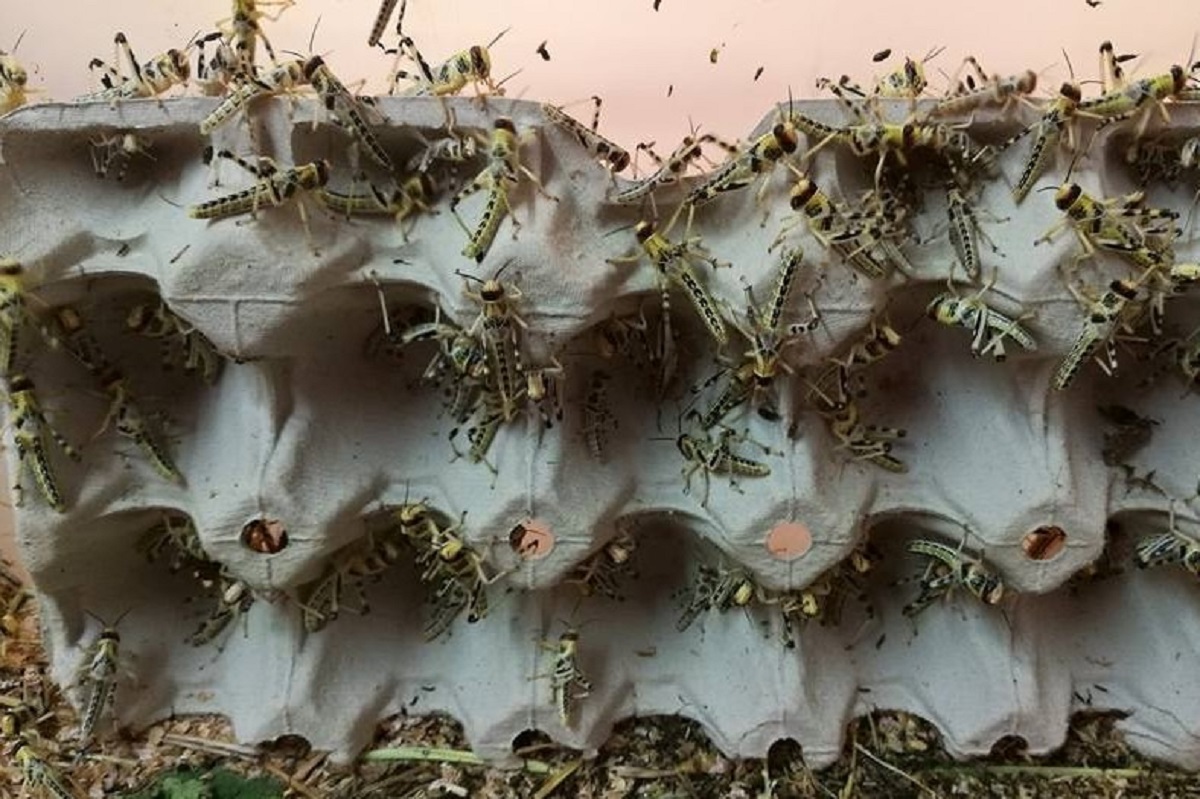 Locusta migratoria congelata, essiccata e in polvere