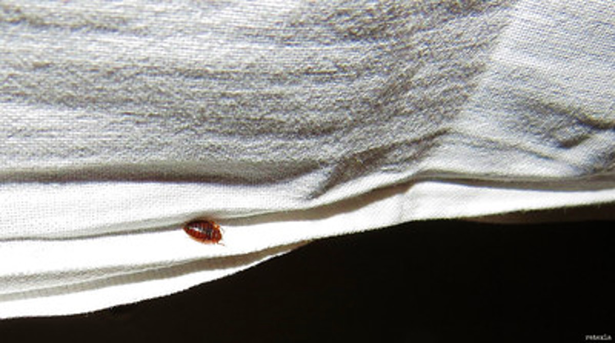 Cimici dei letti (Bed Bugs): la soluzione naturale