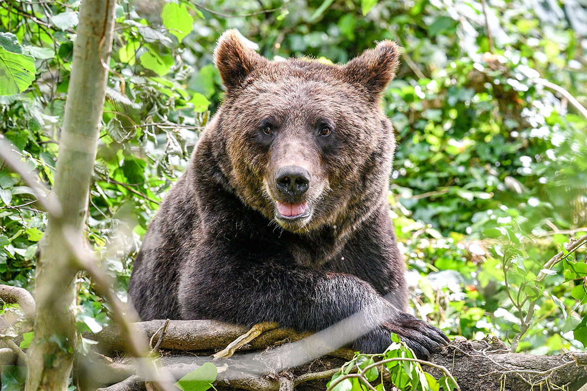 Orsi: come funziona lo spray anti-orso in arrivo in Trentino