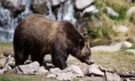 Trentino piano abbattimento 24 orsi