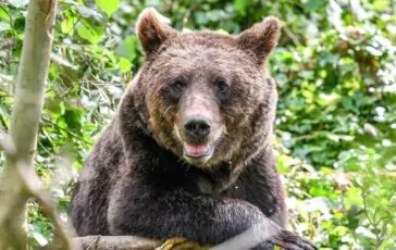 Foto orso