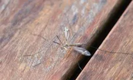 Zanzare in estate: come allontanarle con i rimedi naturali