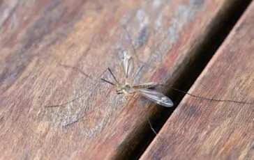 Zanzare in estate: come allontanarle con i rimedi naturali