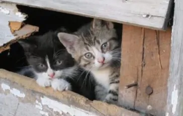 Cosa vuol dire sognare un gatto nero