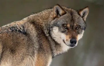 Wolf Student in Scottish Classroom: School Recognizes Species Dysphoria