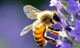 Api in giardino: come allontanarle con i rimedi naturali