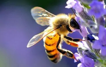 Api in giardino: come allontanarle con i rimedi naturali