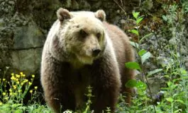 orso polare ucciso islanda