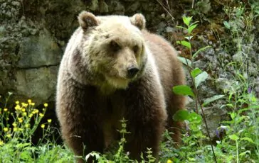 orso polare ucciso islanda