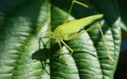 Cavallette nel giardino: come allontanarle facilmente