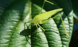 Cavallette nel giardino: come allontanarle facilmente