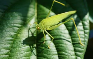 Cavallette nel giardino: come allontanarle facilmente