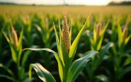 Agricoltore coinvolto in un incidente fatale in campo