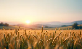 Immagine che rappresenta il lavoro agricolo e la lotta al caporalato