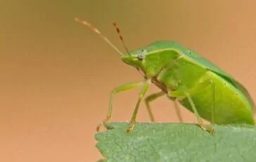 Cimici verdi: come prevenirle e allontanarle con i rimedi naturali