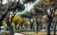 Alberi trascurati a Roma, a rischio per la sicurezza pubblica