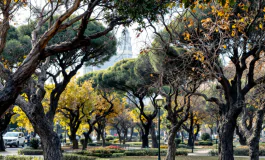 Alberi trascurati a Roma, a rischio per la sicurezza pubblica