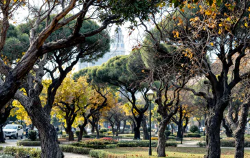 Alberi trascurati a Roma, a rischio per la sicurezza pubblica