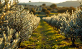 Sequestro di olio d'oliva in Italia per frodi alimentari