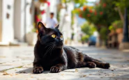 Cane maltrattato a Ostuni, evidenza di violenza