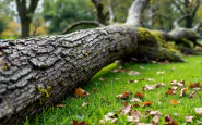 Albero caduto in un parco di Roma dopo la tragedia