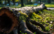 Albero caduto in un parco di Roma dopo incidente fatale