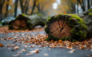 Alberi caduti a Napoli durante un'emergenza di sicurezza urbana