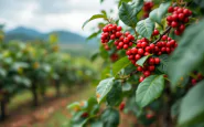 Caffè arabica in aumento di prezzo nel 2023