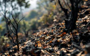 Incendi devastanti a Pacific Palisades, Los Angeles