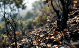 Incendi devastanti a Pacific Palisades, Los Angeles