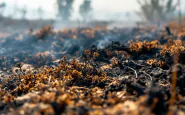 Incendio nell'Oasi del Simeto a Catania