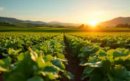 Immagine che rappresenta lo sfruttamento del lavoro in agricoltura