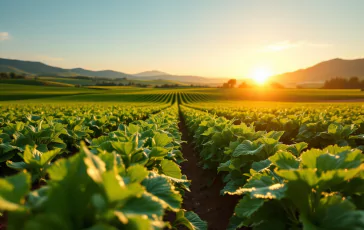 Immagine che rappresenta lo sfruttamento del lavoro in agricoltura