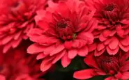 chrysanthemums 5741798 1280