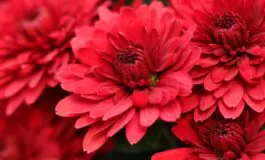 chrysanthemums 5741798 1280 265x160