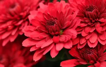 chrysanthemums 5741798 1280 364x230