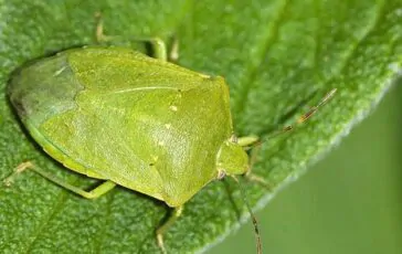 Cimici verdi in casa: come allontanarle a febbraio