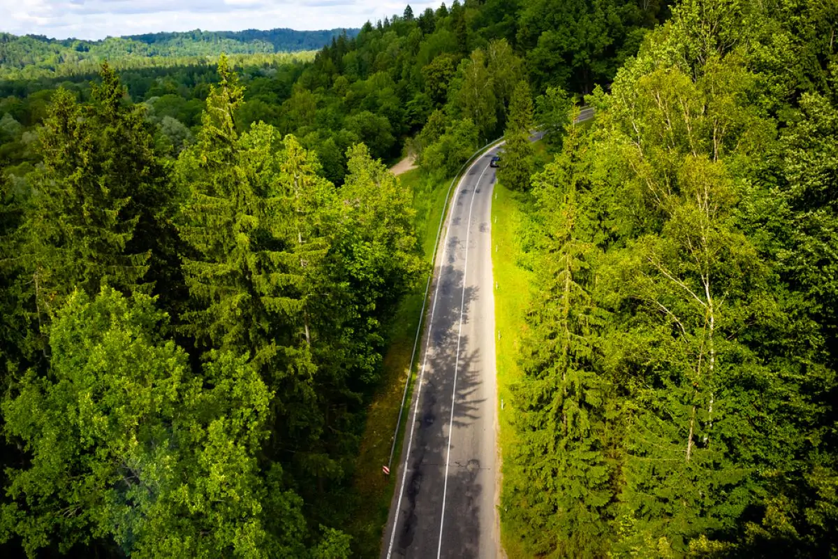 strada con alberi