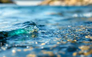 Moscerini nella laguna di Orbetello in crisi ambientale