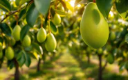 Frutta tropicale in Sicilia, il nuovo giardino d'Europa