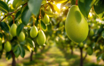 Frutta tropicale in Sicilia, il nuovo giardino d'Europa